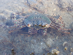 Grapsus