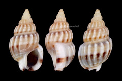 Nassarius fraterculus