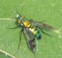 Condylostylus occidentalis