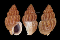 Nassarius fraterculus
