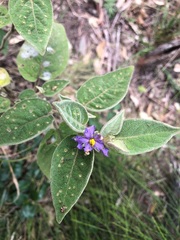 Solanum nemophilum