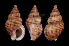 Nassarius fraterculus