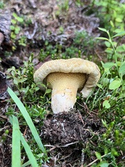 Suillus ochraceoroseus