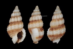 Nassarius gregarius