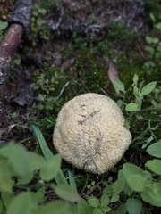 Suillus ochraceoroseus