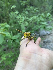 Taeniopoda tamaulipensis