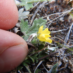 Potentilla arenosa