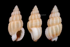 Nassarius gregarius