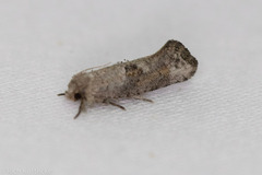Acrolophus piger