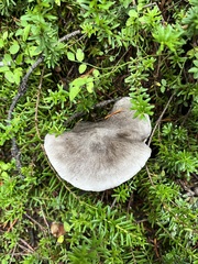 Tricholoma virgatum