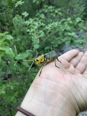 Taeniopoda tamaulipensis