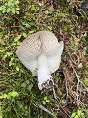 Tricholoma virgatum