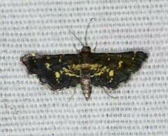 Eurrhyparodes lygdamis