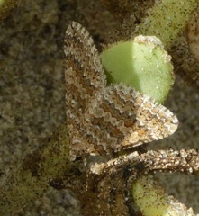 Euphyia implicata