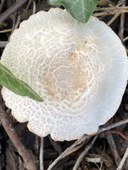 Melanoleuca verrucipes