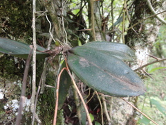 Comparettia falcata
