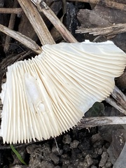 Melanoleuca verrucipes