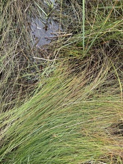 Sporobolus pumilus