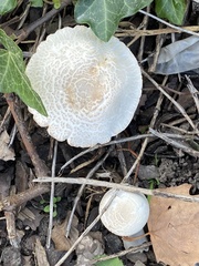 Melanoleuca verrucipes