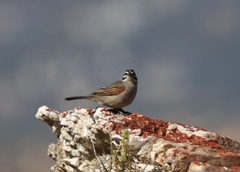 Emberiza capensis capensis