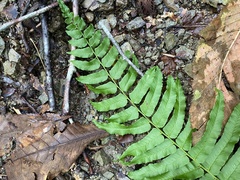 Homalosorus pycnocarpos