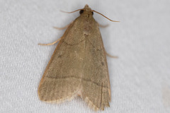 Hypsopygia nostralis