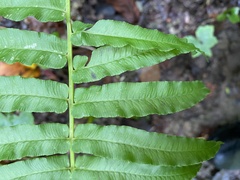 Homalosorus pycnocarpos