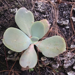 Gibbiflorae