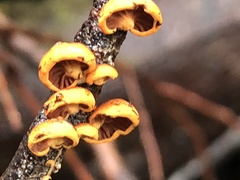 Anthracophyllum archeri