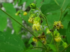Polymnia canadensis