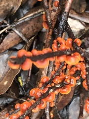 Anthracophyllum archeri