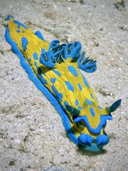 Tambja verconis