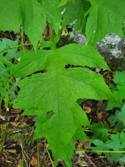 Polymnia canadensis