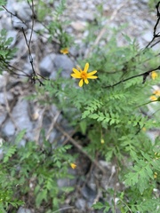 Chrysactinia pinnata
