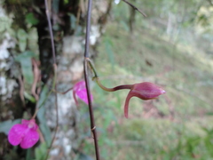Comparettia falcata