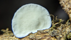 Cyanosporus