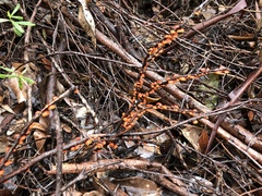 Anthracophyllum archeri