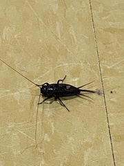 Gryllus texensis