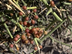 Koeberlinia spinosa