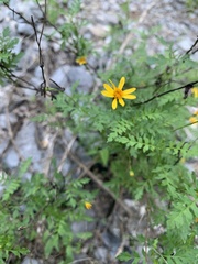 Chrysactinia pinnata