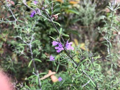 Westringia eremicola