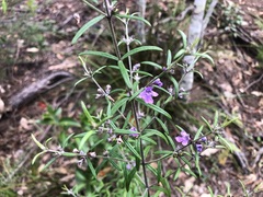 Westringia eremicola