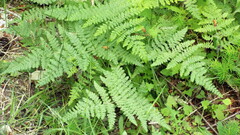 Hypolepis millefolium