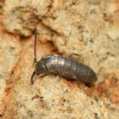 Tomocerinae
