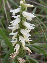 Spiranthes cernua
