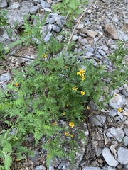 Chrysactinia pinnata