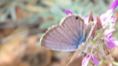 Echinargus isola