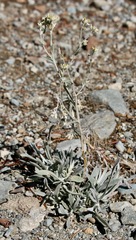 Pseudognaphalium canescens