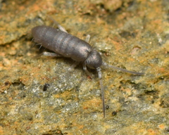 Tomocerinae