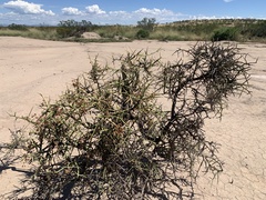 Koeberlinia spinosa